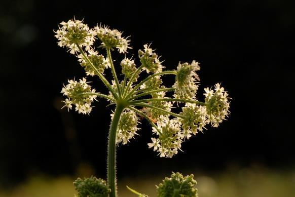 Heracleum