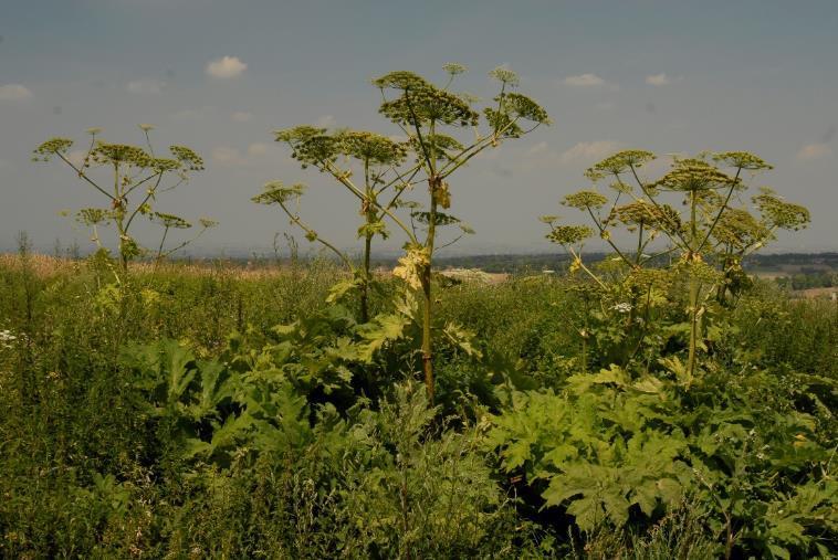 - Barszcz