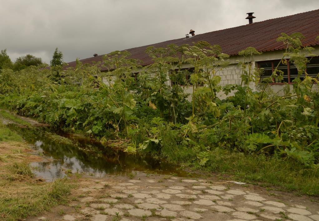 Karlików 14