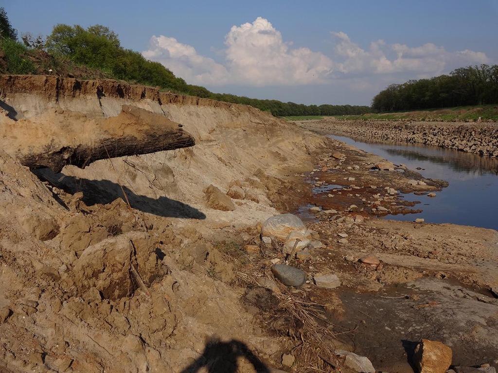 Odra we Wrocławiu PREZENTACJA 2014 mady powodziowe czarny dąb aluwia rzeki krętej glina szara