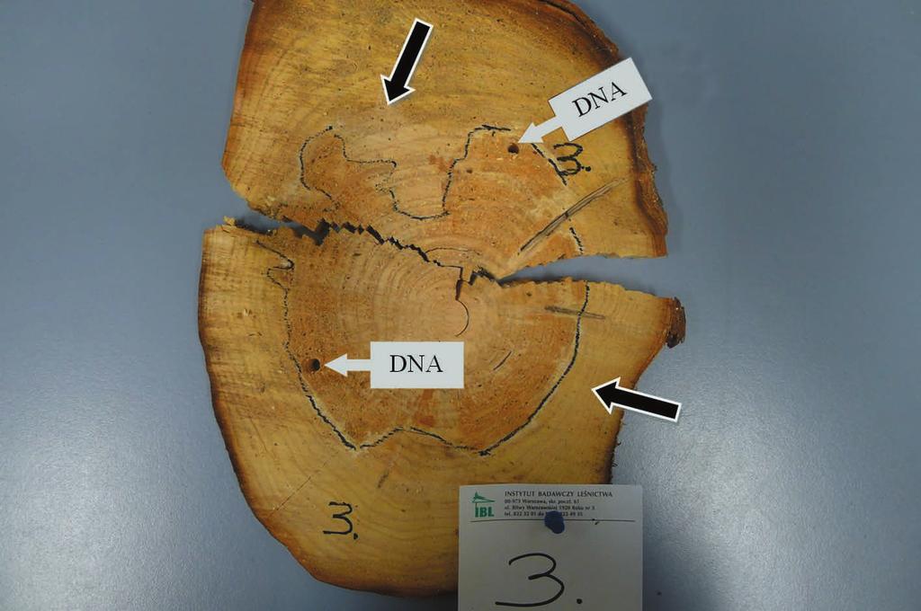 DNA markers used to identify pathogens causing root rot disease in spruce (Picea abies L. Karst.