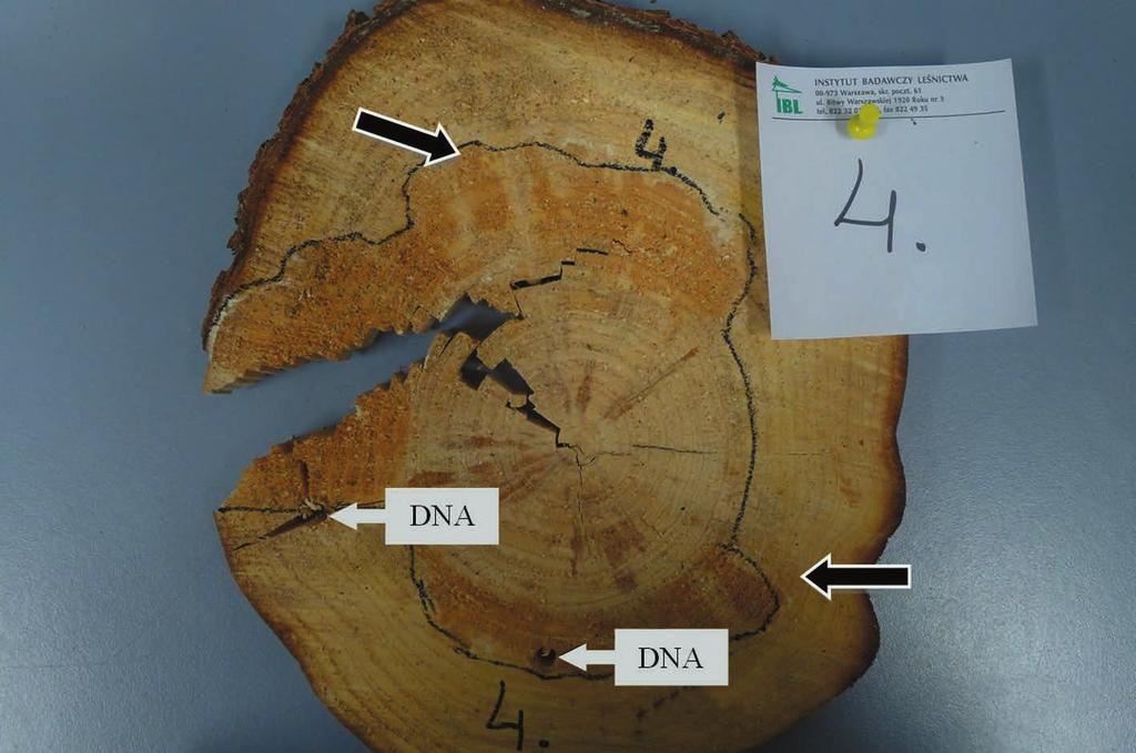 468 J. A. Nowakowska, M. Borys, T. Oszako Fig. 2. Visible extensive wood rot (borders marked with the black line, indicated with black arrows) caused by H. annosum.