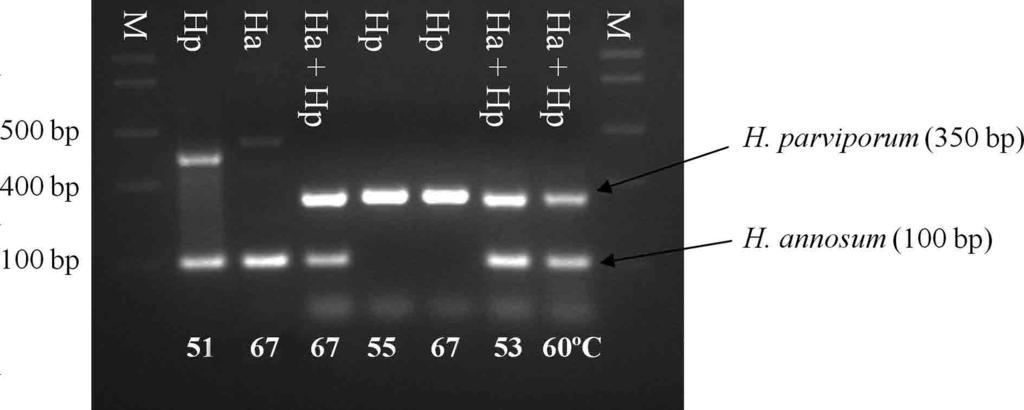 DNA markers used to identify pathogens causing root rot disease in spruce (Picea abies L. Karst.) for forensic purposes 469 Fig. 3.