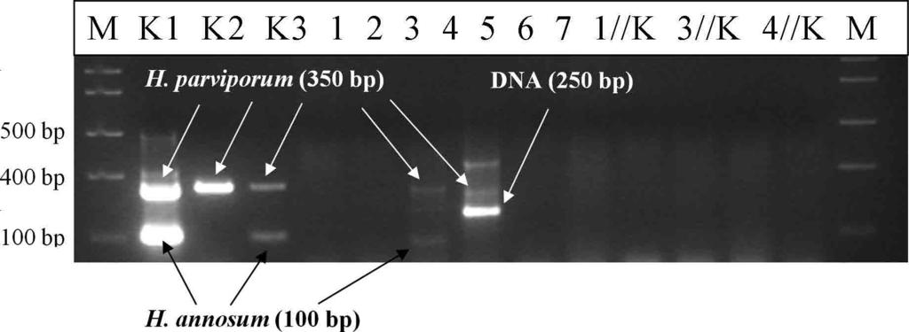 parviporum. T m values tested for PCr optimization are given on the x-axis. Fig. 4. Electrophoretic separation of PCr products after amplification with primers specific for H. annosum (100 bp) and H.
