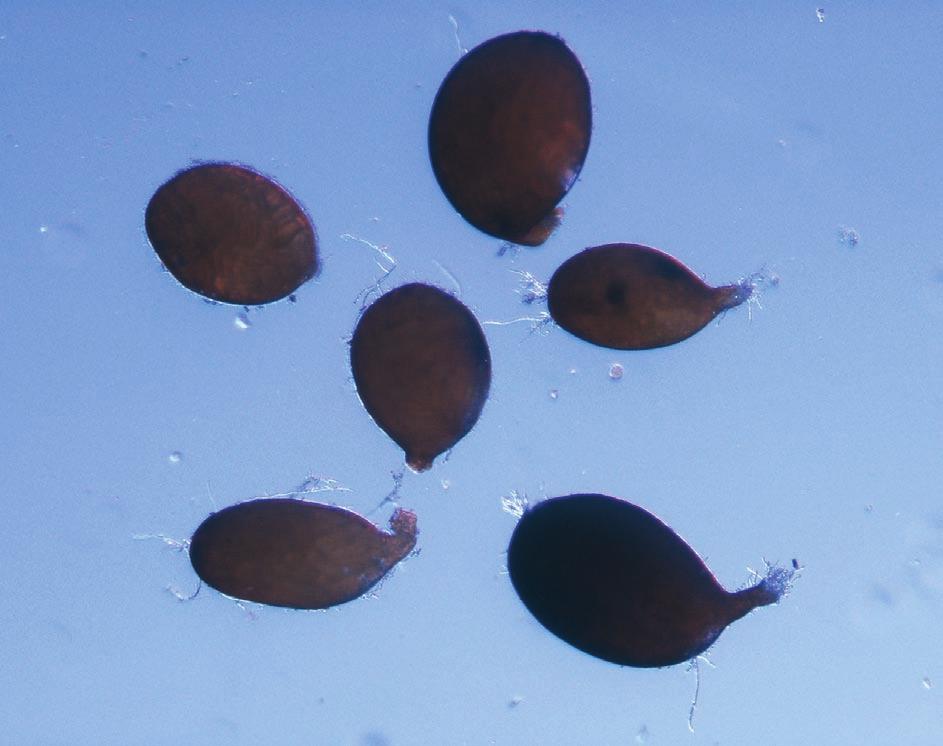 Cysty Punctodera Fot.