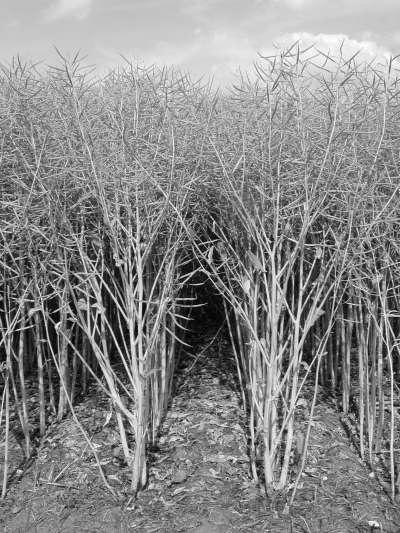 26 HENRYK RODE, MARCIN CHĘCIŃSKI The most useful areas for willow cultivation are places with class III, IV and V soils with sufficient moisture.