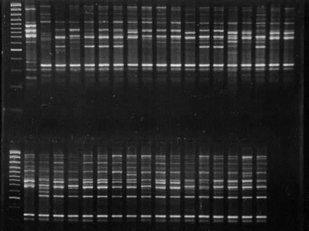 OCENA ZRÓNICOWANIA GENETYCZNEGO POTOMSTWA... 151 L P F Fot. 2. Obraz elektroforetyczny, uzyskany w wyniku reakcji RAPD przy uyciu startera G 09 na DNA rodzicielskim i rolin F 1.