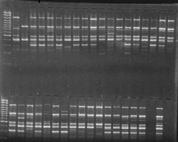 Strzałk zaznaczono prek rónicujcy 830 pz wystpujcy wyłcznie w F 1 RAPD pattern obtained with primer G 09 on parental DNA end F 1 plants. Patterns: molecular weight marker (L), P. fruticosa (P), F.