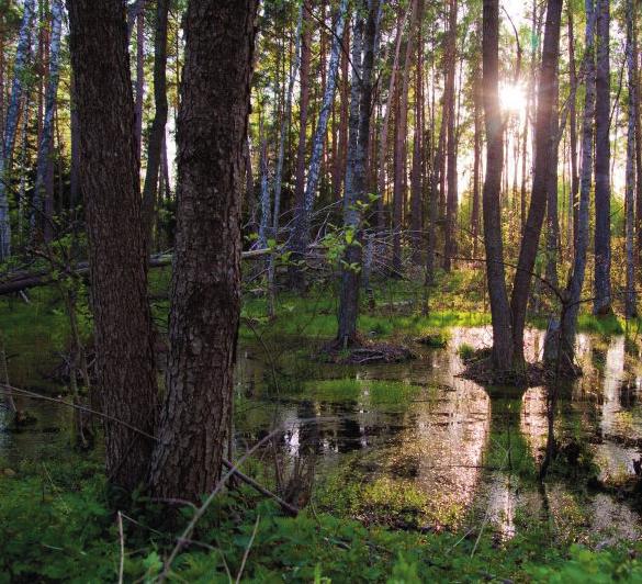 gatunków roślin, ptaków i innych zwierząt oraz naturalnych ekosystemów. Jest największym i najdłuższym parkiem narodowym w naszym kraju.