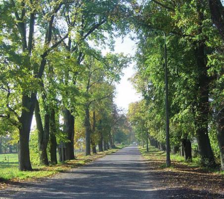 ATRAKCJE I WALORY TURYSTYCZNE W Gminie Grajewo znajduje się obszar Biebrzańskiego Parku Narodowego. Stanowi to duży kompleks bagiennych brzezin na torfowiskach tzw.