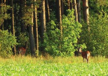 Na terenie Biebrzańskiego Parku Narodowego spotyka się zbiorowiska wodne, bagienne, torfowiskowe, szuwary, a także zbiorowiska leśne.