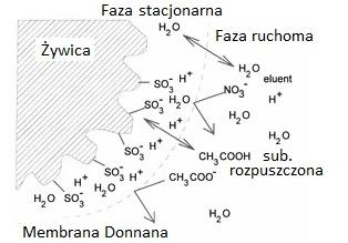 stacjonarnej, którą można porównać do równowagi Donnana na membranach półprzepuszczalnych.