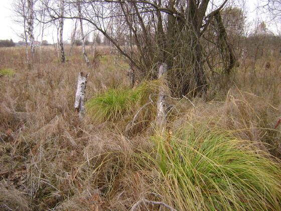 Fot. 1. Południowo-zachodnia część obiektu. Na pierwszym planie kępy Carex paniculata (fot. A.