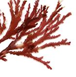 sinice Eucaryota