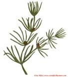 Chlorobionta -