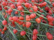 Dryopteridaceae Osmundaceae Sphenopsida -