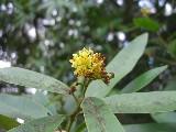 Angiospermae okrytozalążkowe (rośliny kwiatowe): taksony nieklasyfikowane do jednostek wyższego rzędu: Austrobaileyales Schisandraceae (incl.