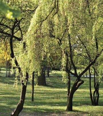 Park przy pawilonie szpitala Drewnica Mimo, że Ząbki są miastem o stosunkowo niedużej powierzchni (11,3 km2) i że leżą praktycznie w samym sercu warszawskiego obszaru metropolitalnego, to znakomitą