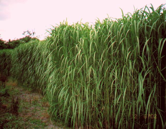 Miskant olbrzymi (Miscanthus x giganteus) pochodzi z Azji Wschodniej naturalna, triploidalna hybryda pomiędzy