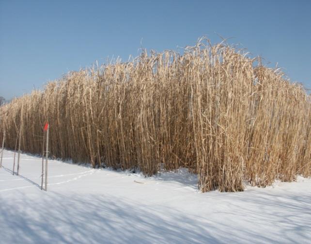 sinensis łatwy w uprawie i zbiorze rozmnażany przez rizomy (2 roślin/ha) daje wysoki plon suchej masy (25 3 t