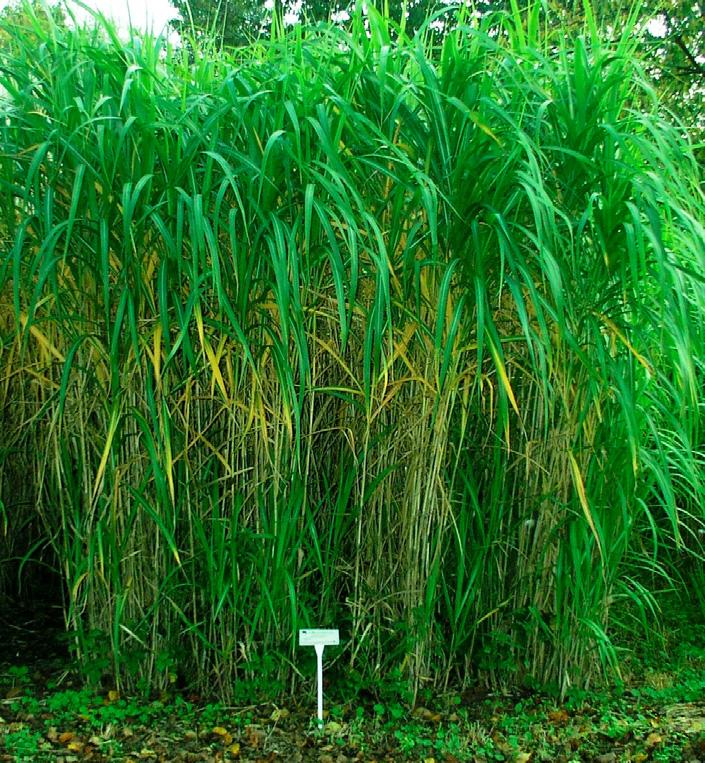 Miscanthus giganteus, a during vegetation period, b plantation appearance before harvest.