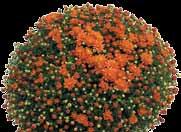 odmiany