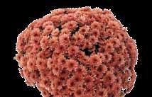 odmiany