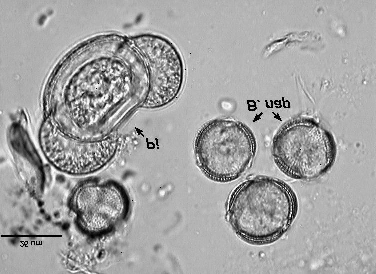 Vol. 52 No. 1 2008 Journal of Apicultural Science 87 RESULTS Based on the microscopic analysis of pollen, all samples were recognized as specific rapeseed honeys.