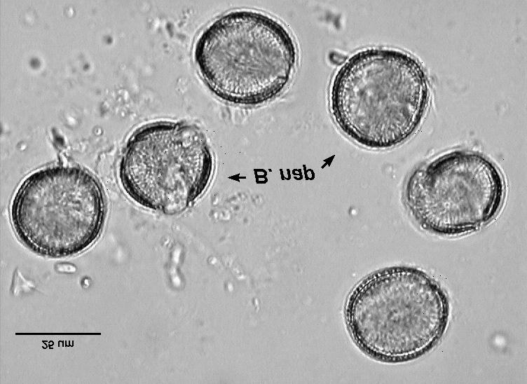 In the group of secondary pollen (contribution ranging from 16% to 45%) there were only 4 taxa, i.e. Brassicaceae (others), Prunus type, Trifolium repens and Anthriscus type (Table 2, Fig.