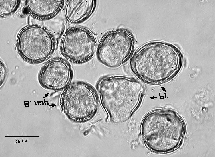 One sample was found to contain pollen grains of 11 to 2 taxa, including 7-20 ones from nectariferous and 1-12 others from, the highest frequency was reported for