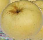 rodzicielska: Pepina Ribstona Owoce małe o zielonkawożółtej skórce z dość dużym, ale niezbyt mocnym,