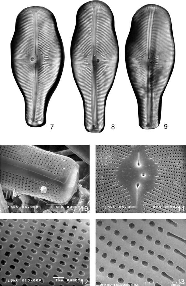 T. Mrozińska i in.: Rodzaj Didymosphenia w Pieninach 175 Ryc. 7 13. Didymosphenia tatrensis Mroz., Czerw.-Marc. & Gradz.