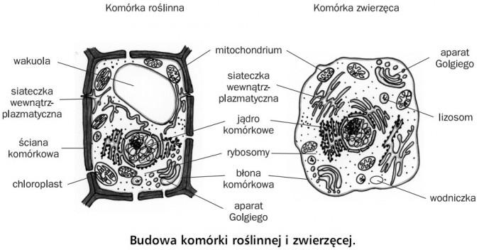 KOMÓRKA http://www.greatpacificmedia.