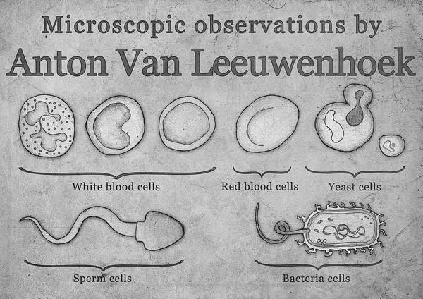 van Leeuwenhoek rysunki Opisał: