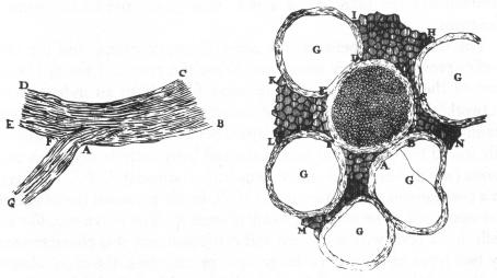 (1683) erytrocyty, białe ciałka krwi