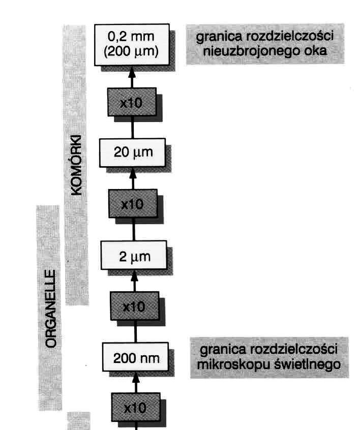 Mozliwości mikroskopów świetlnych Powiększenie całkowite mikroskopu obiektyw x okular (x układ pośredni) ~ od 10 do 1500x ( max 3500x) Zdolność rozdzielcza mikroskopu najmniejsza odległość dzieląca 2