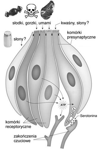 błonie komórkowej pokrywającej mikrokosmki/ wypustki, bądź następuje