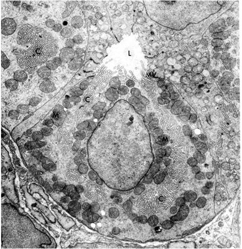 Komórki okładzinowe stymulacja gastryna acetylocholina histamina Komórki okładzinowe produkują