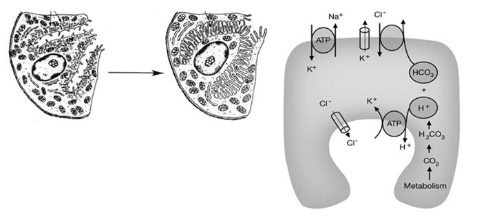 System tubularno-pęcherzykowy to cytoplazmatyczny magazyn błon bogatych w transportery jonowe.