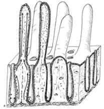 ektoenzymami) liczne organelle połączenia