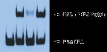 EMSA- Gel