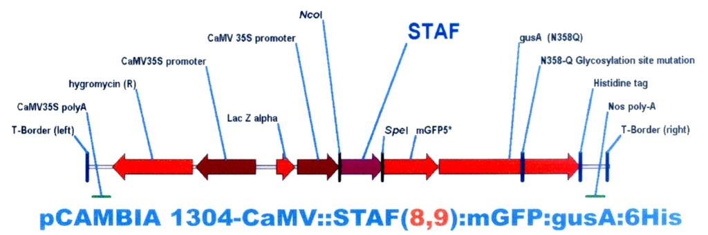 Nośnikiem zrekombinowanego genu stafylokinazy był plazmid binarny pcambia 1304 (Center for the Application of Molecular Biology to International Agriculture, Canberra,