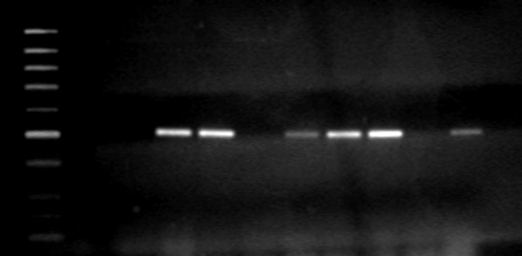 Elektroforegram produktów amplifikacji sekwencji kodującej stafylokinazę na matrycy genomowego DNA S. tuberosum, po transformacji A. tumefaciens.