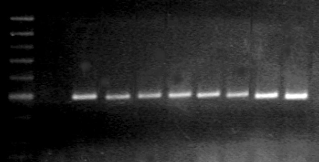 Elektroforegram produktów amplifikacji sekwencji kodującej stafylokinazę na matrycy genomowego DNA Solanum tuberosum po transformacji A. tumefaciens.