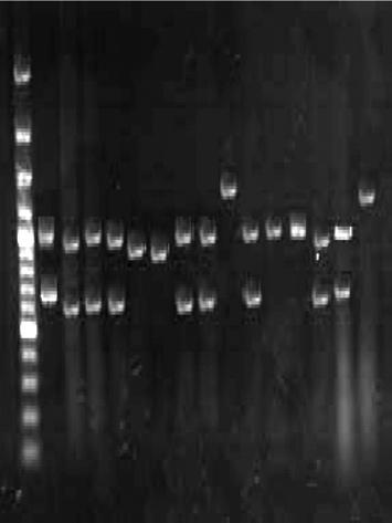 strains isolated from: pickled cucumber (A),