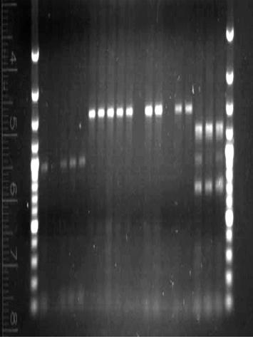 strains 1.1; 1.3; 1.4; 1.III; 1.IV; 2.1; 2.
