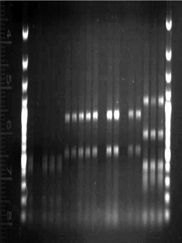 IV; 2.V; 3.I; 3.II; 3.III    strains 4.I; 5.