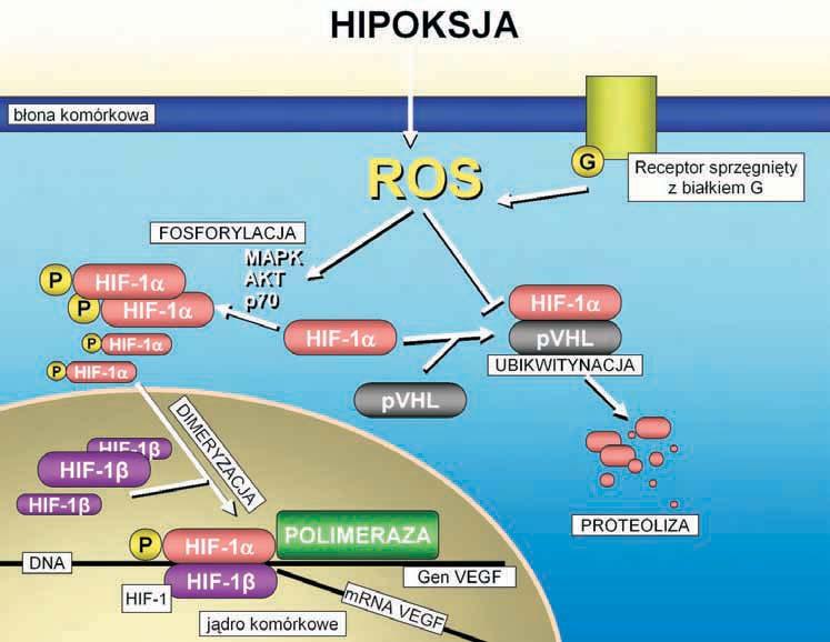 Nr 9/2007 wzajemny synergizm w indukcji angiogenezy. VEGF- A 165, ze względu na swoją budowę, jest zlokalizowane w macierzy jak i zakotwiczony w błonie komórkowej.