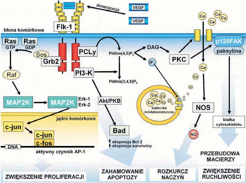 Nr 9/2007 zyn w obrębie domeny kinazy tyrozynowej. Ufosforylowane tyrozyny wiążą białka posiadające domeny SH2 i SH3 (ang. sarcoma homology).