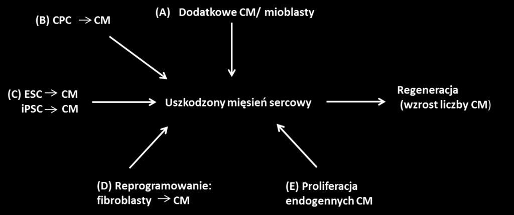 Szala S. i wsp. Od komórek prekursorowych do komórek przeprogramowanych... Ryc. 1.